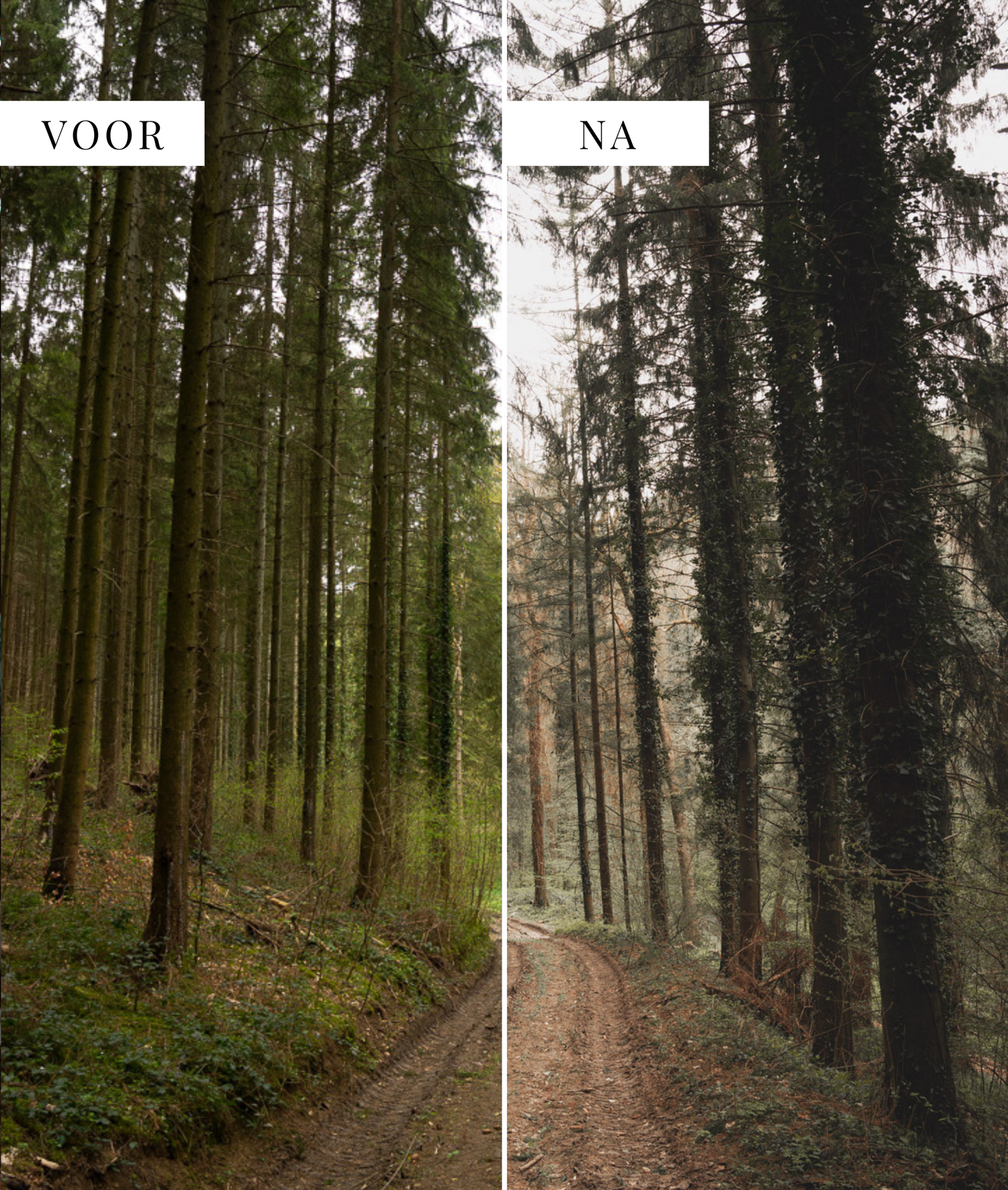 Warm & Moody - foto presets Lightroom Shehikesalone
